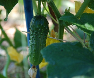 236.JPG (157.85 KiB) Osservato 474 volte 236.JPG