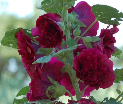 237.JPG (205.04 KiB) Osservato 474 volte 237.JPG