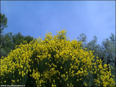 04062017ginestre.jpg (235.23 KiB) Osservato 619 volte 04062017ginestre.jpg