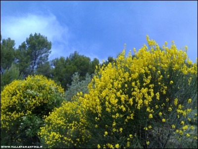 04062017ginestre2.jpg (258.25 KiB) Osservato 619 volte 04062017ginestre2.jpg