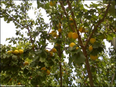 14062017albicocco.jpg (272.63 KiB) Osservato 619 volte 14062017albicocco.jpg