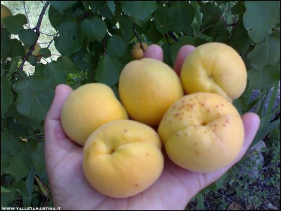 14062017albicocche.jpg (176.85 KiB) Osservato 619 volte 14062017albicocche.jpg