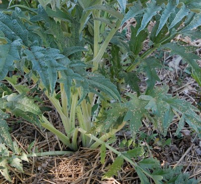 238.JPG (361.26 KiB) Osservato 651 volte 238.JPG