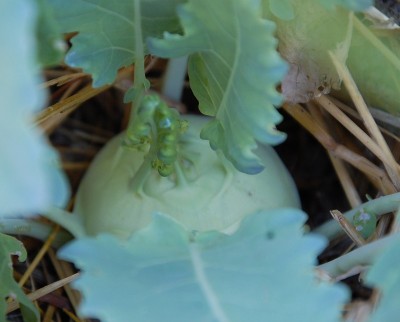 239.JPG (134.04 KiB) Osservato 651 volte 239.JPG