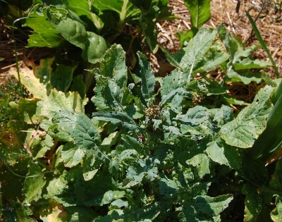 240.JPG (290.1 KiB) Osservato 651 volte 240.JPG