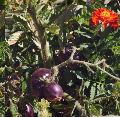 243.JPG (309.3 KiB) Osservato 650 volte 243.JPG