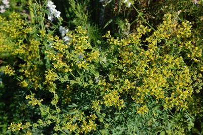 244.JPG (328.34 KiB) Osservato 650 volte 244.JPG