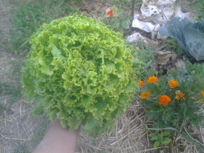 Gentilina / 2017-06-15 19.48.57.jpg 2017-06-15 19.48.57.jpg