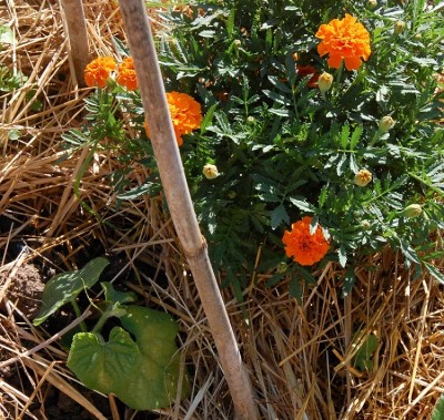 247.JPG (379.82 KiB) Osservato 609 volte 247.JPG