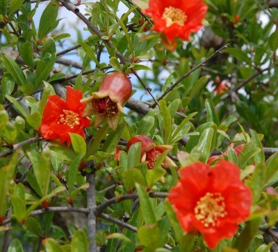 248.JPG (272.7 KiB) Osservato 609 volte 248.JPG