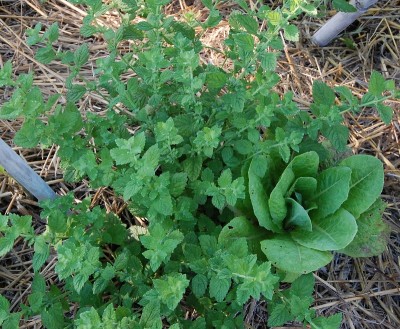 249.JPG (358.59 KiB) Osservato 609 volte 249.JPG