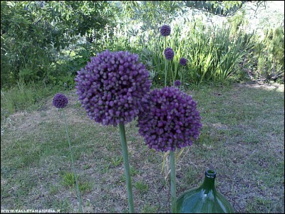 01062017fiore-porro.jpg (388.46 KiB) Osservato 585 volte 01062017fiore-porro.jpg