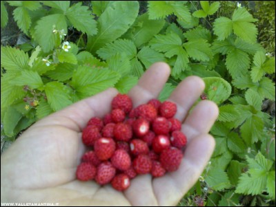 03062017fragoline.jpg (177.56 KiB) Osservato 585 volte 03062017fragoline.jpg