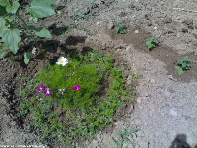10062017cosmos-nigella-nepeta.jpg (301.41 KiB) Osservato 585 volte 10062017cosmos-nigella-nepeta.jpg