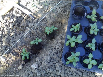 08062017trapianto-basilico.jpg (249.79 KiB) Osservato 585 volte 08062017trapianto-basilico.jpg