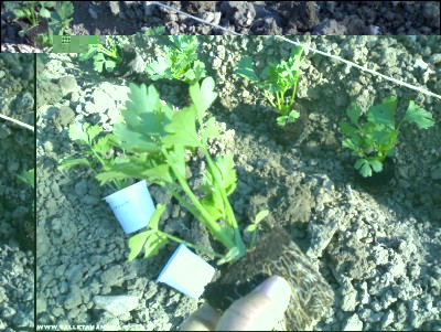 08062017trapianto-sedano.jpg (307.44 KiB) Osservato 585 volte 08062017trapianto-sedano.jpg