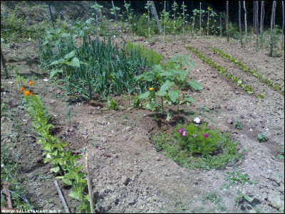 10062017cipolle-insalata-fiori.jpg (324.84 KiB) Osservato 585 volte 10062017cipolle-insalata-fiori.jpg