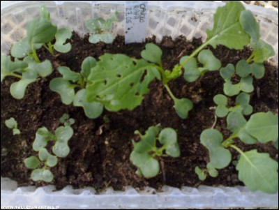 10062017cavolo-rapa.jpg (166.53 KiB) Osservato 585 volte 10062017cavolo-rapa.jpg