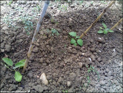 10062017melanzane.jpg (325.25 KiB) Osservato 585 volte 10062017melanzane.jpg