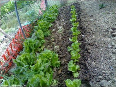 10062017trapianto-canasta.jpg (323.43 KiB) Osservato 585 volte 10062017trapianto-canasta.jpg