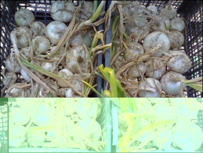 10062017cipolle-piatte.jpg (253.67 KiB) Osservato 585 volte 10062017cipolle-piatte.jpg