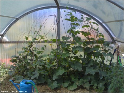 10062017cetrioli.jpg (212.96 KiB) Osservato 585 volte 10062017cetrioli.jpg