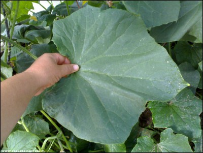 10062017foglia-cetriolo.jpg (181.77 KiB) Osservato 585 volte 10062017foglia-cetriolo.jpg