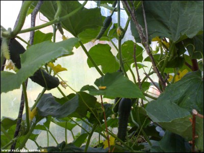 10062017cetrioli2.jpg (202.24 KiB) Osservato 585 volte 10062017cetrioli2.jpg