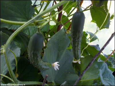 10062017cetrioli3.jpg (191.36 KiB) Osservato 585 volte 10062017cetrioli3.jpg