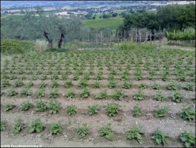 10062017borlotti.jpg (265.14 KiB) Osservato 584 volte 10062017borlotti.jpg