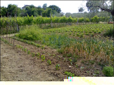 10062017peppers-fagioli.jpg (313.27 KiB) Osservato 584 volte 10062017peppers-fagioli.jpg