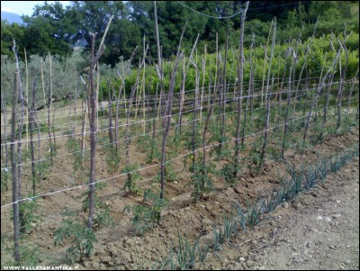 10062017pomodori-cipolle.jpg (311.37 KiB) Osservato 584 volte 10062017pomodori-cipolle.jpg