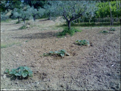 10062017zucche.jpg (330.8 KiB) Osservato 584 volte 10062017zucche.jpg