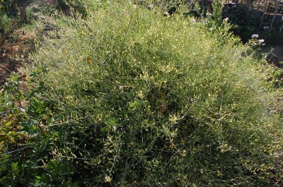 251.JPG (381.4 KiB) Osservato 564 volte 251.JPG