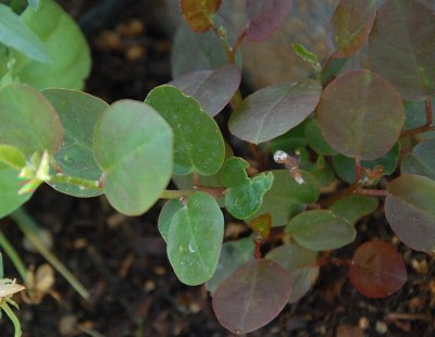 252.JPG (173.92 KiB) Osservato 564 volte 252.JPG