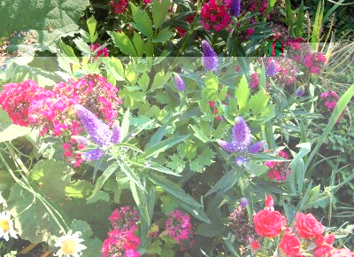 253.JPG (347.76 KiB) Osservato 564 volte 253.JPG