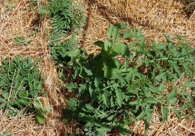 255.JPG (380.24 KiB) Osservato 476 volte 255.JPG