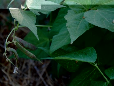 256.JPG (178.19 KiB) Osservato 476 volte 256.JPG