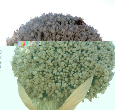 257.JPG (240.89 KiB) Osservato 476 volte 257.JPG