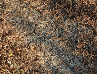 260.JPG (384.54 KiB) Osservato 685 volte 260.JPG