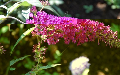 261.JPG (188.82 KiB) Osservato 685 volte 261.JPG