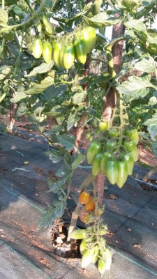 124.jpg (138.55 KiB) Osservato 516 volte 124.jpg