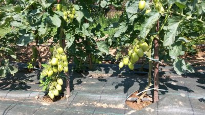 125.jpg (155.87 KiB) Osservato 516 volte 125.jpg