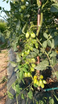 126.jpg (143.61 KiB) Osservato 516 volte 126.jpg