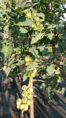 127.jpg (134.45 KiB) Osservato 548 volte 127.jpg