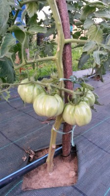 128.jpg (110.37 KiB) Osservato 548 volte 128.jpg