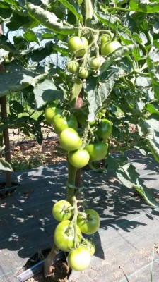 129.jpg (131.4 KiB) Osservato 548 volte 129.jpg