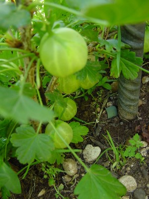 uvaspina.JPG (167.14 KiB) Osservato 561 volte uvaspina.JPG