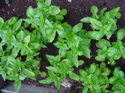 basilico.JPG (233.64 KiB) Osservato 561 volte basilico.JPG