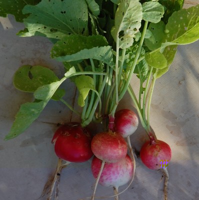 262.JPG (243.06 KiB) Osservato 660 volte 262.JPG